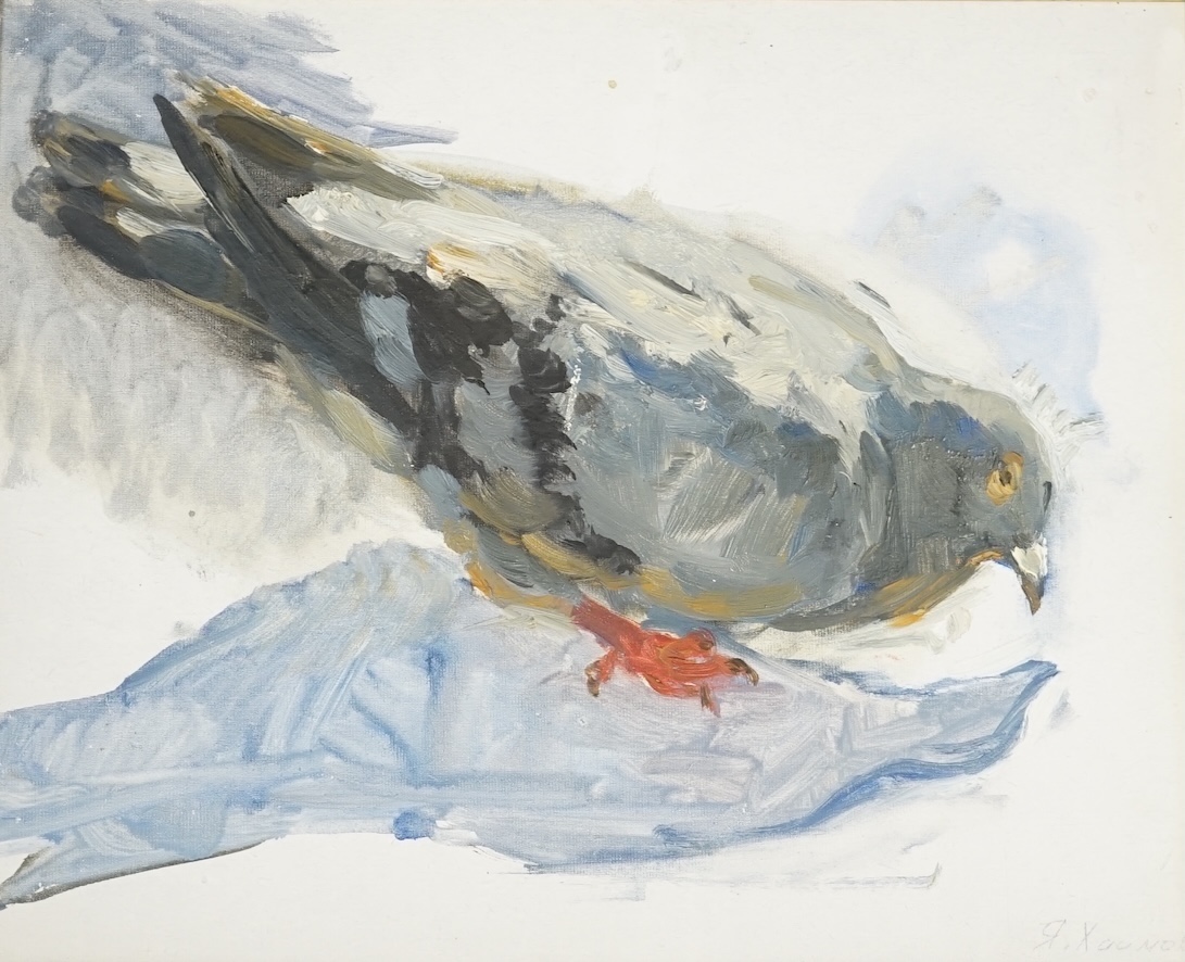 Yakov Markovich, Russian oil on canvas board, Study of a pigeon, signed, 24 x 30cm. Condition - good